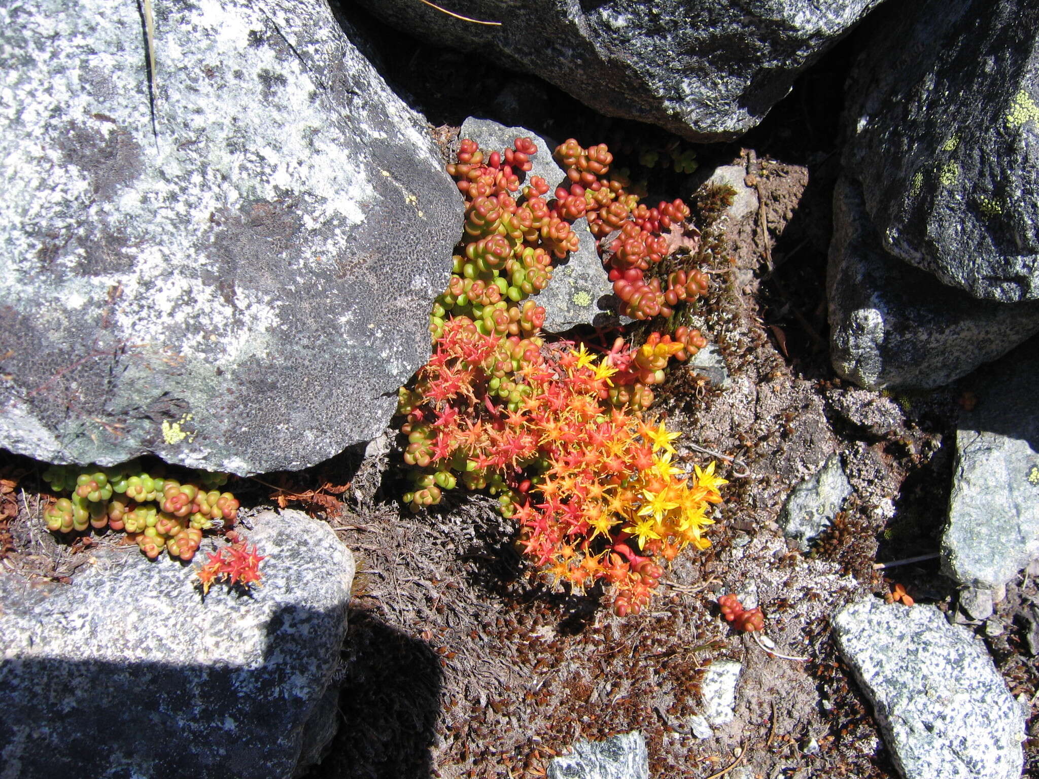 Imagem de Sedum divergens S. Wats.