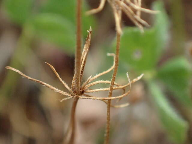 Image of bristly linanthus