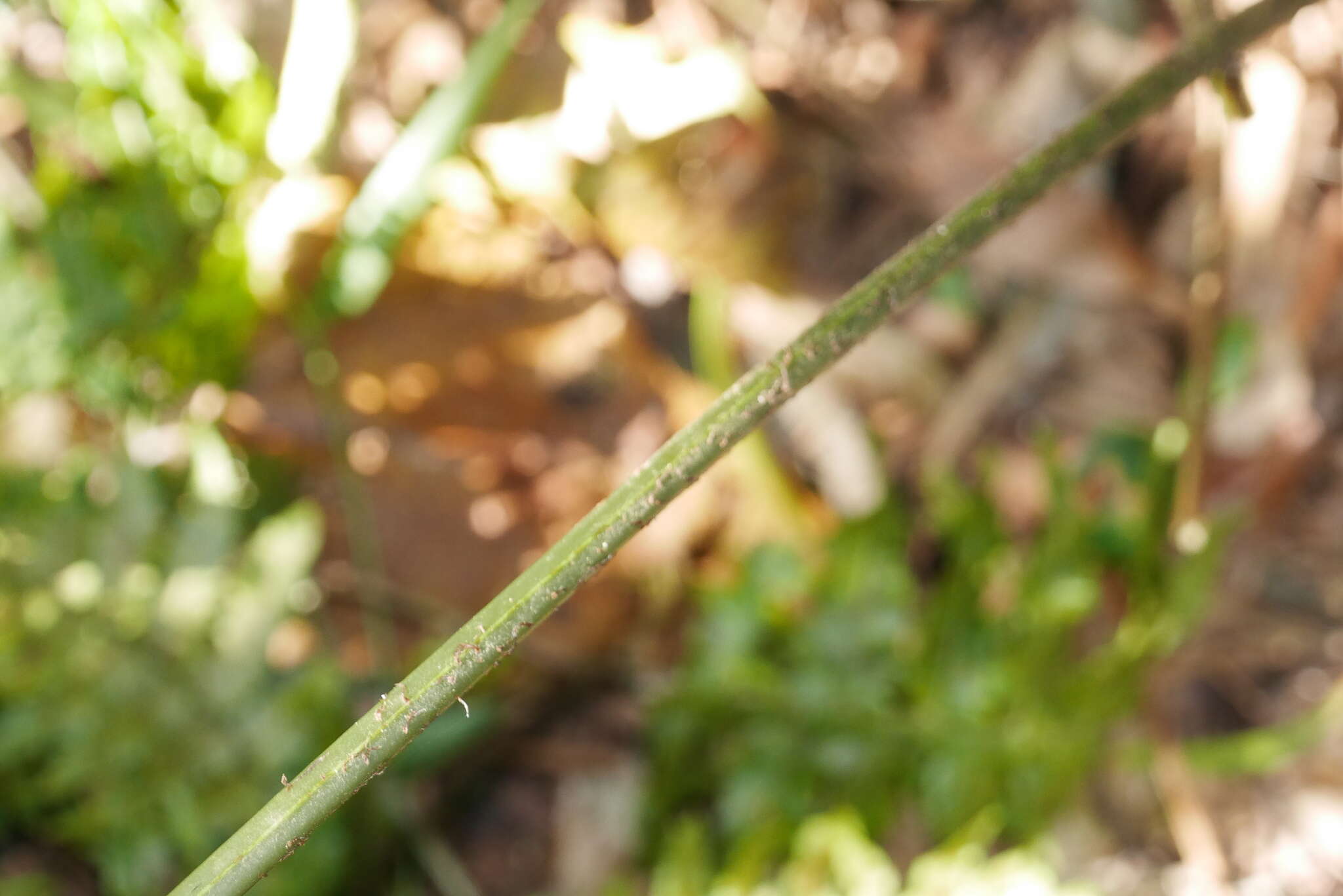 Imagem de Diplazium virescens Kunze