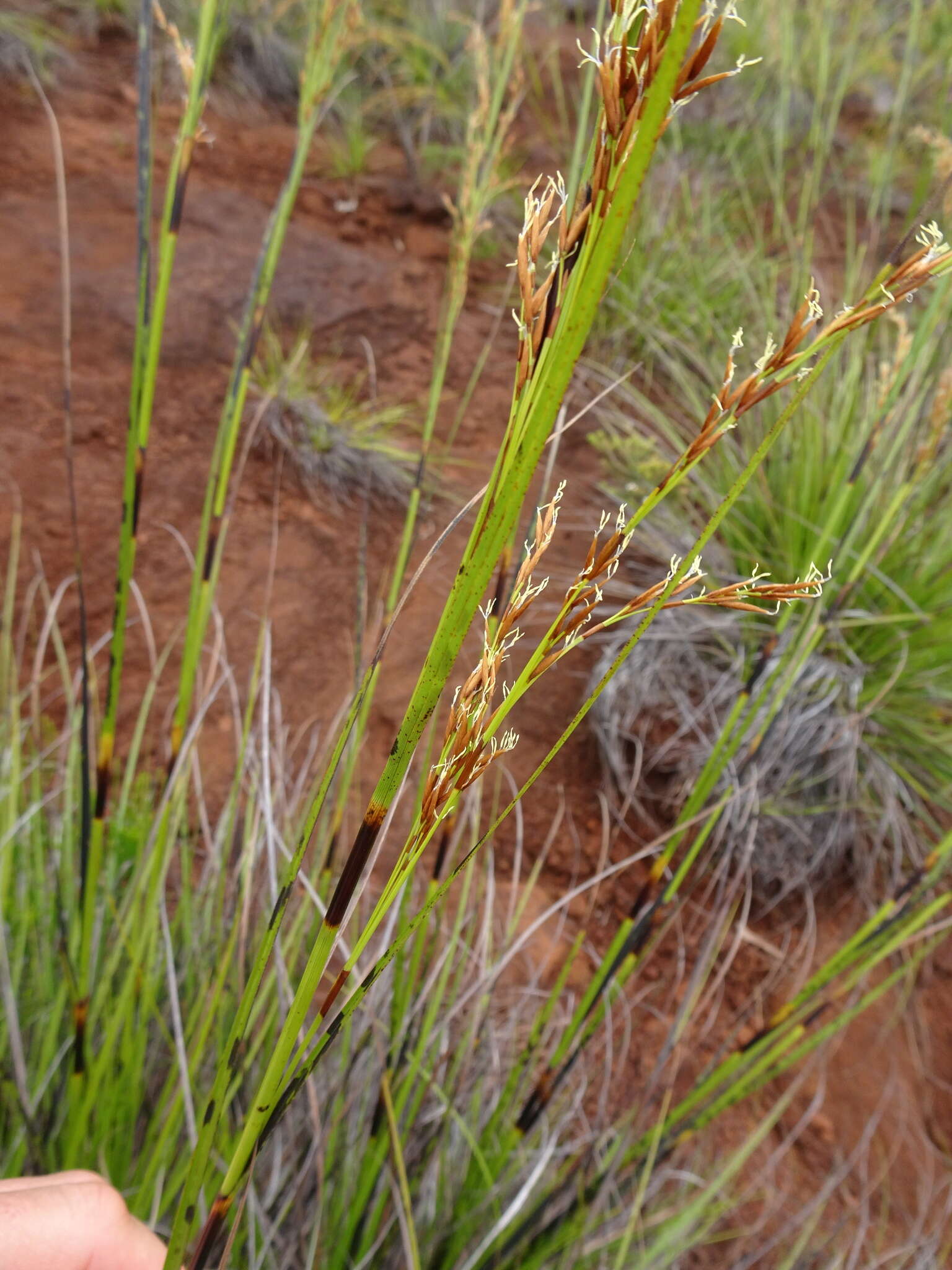 صورة Costularia comosa (C. B. Clarke) Kük.