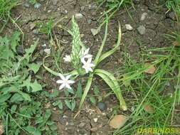 Слика од Ornithogalum prasinantherum Zahar.