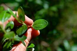 Image of Texas mock orange