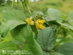 Image of Vigna reflexo-pilosa Hayata