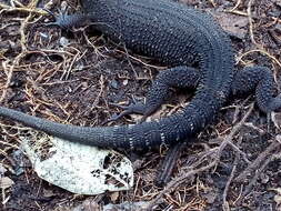 Image of Tuxtla Tropical Night Lizard