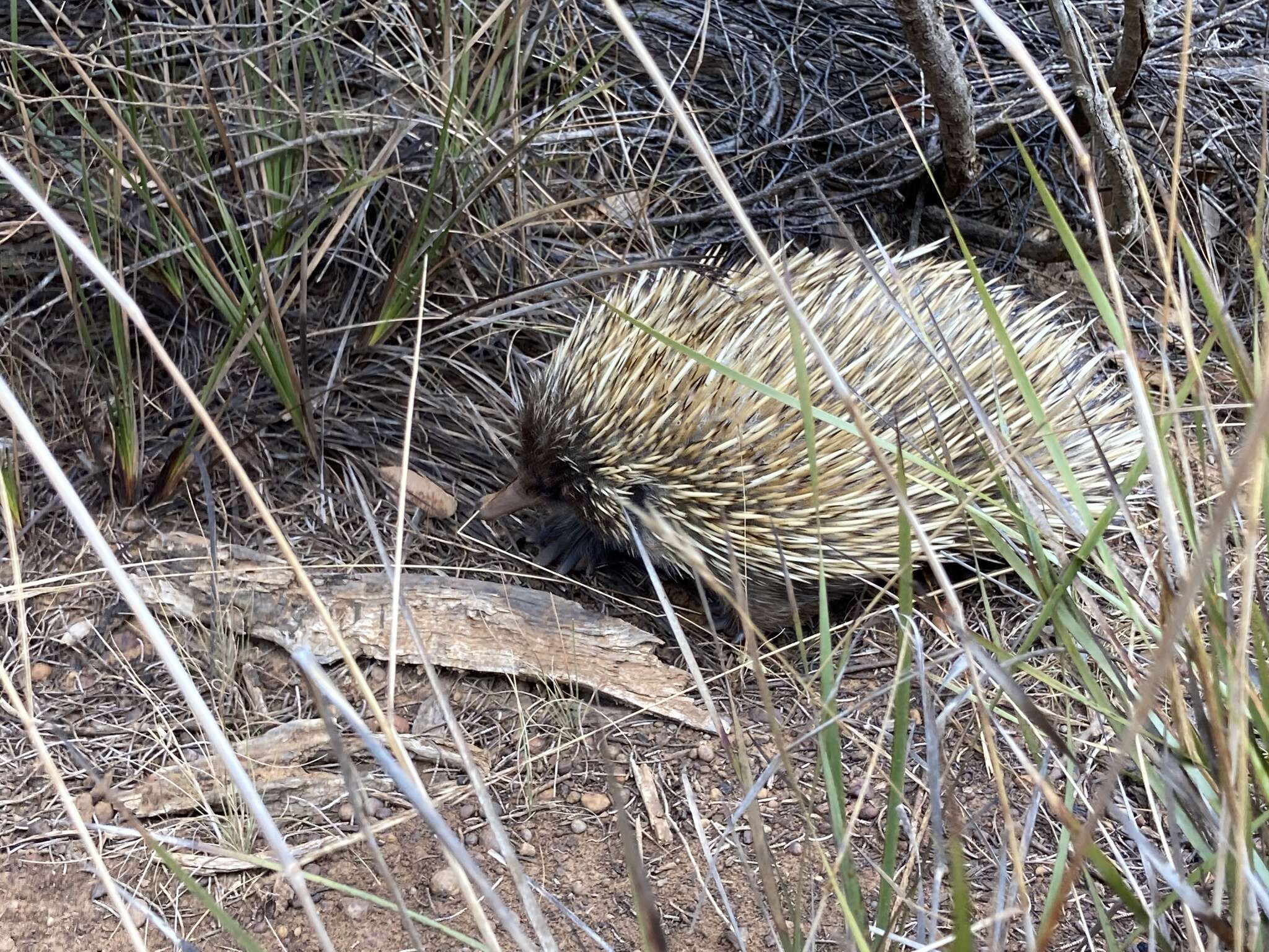 Sivun Tachyglossus aculeatus multiaculeatus (W. Rothschild 1905) kuva