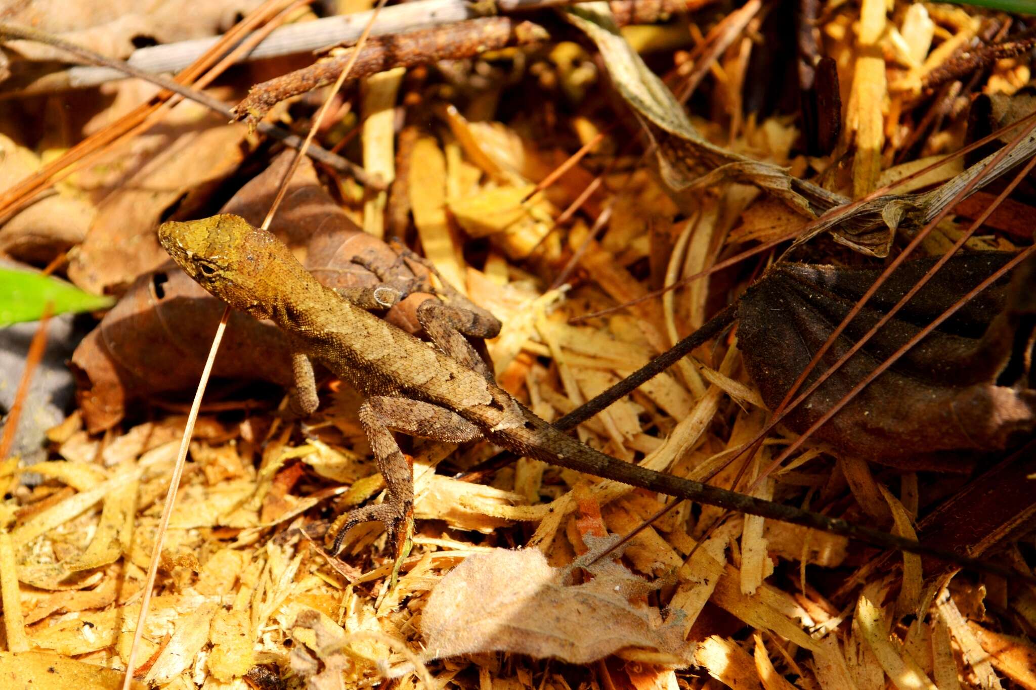 Image of Anolis spilorhipis (Alvarez Del Toro & Smith 1956)