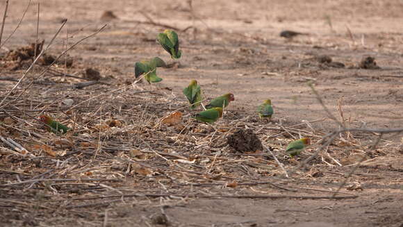 Image of Lilian's Lovebird