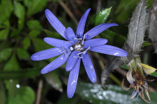 Image of Perezia pungens (Humb. & Bonpl.) Less.