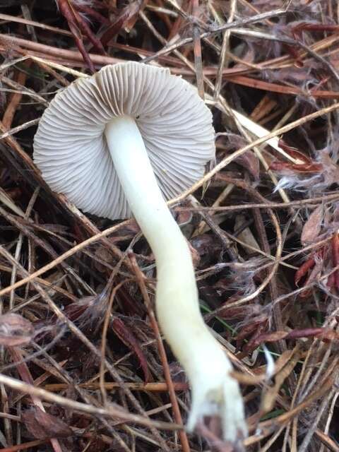 Image of Inocybe sindonia (Fr.) P. Karst. 1879