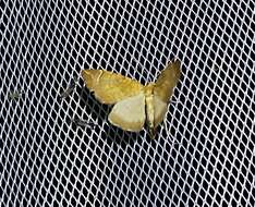 Image of Chevron Moth