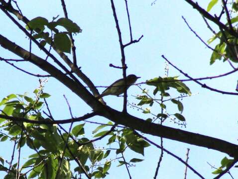 Image of Vireo gilvus gilvus (Vieillot 1808)