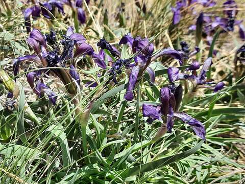 Image of Iris timofejewii Woronow