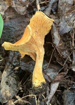 Image of Cantharellus enelensis Voitk, Thorn, Lebeuf & J. I. Kim 2017