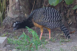 Image of Bare-faced Curassow