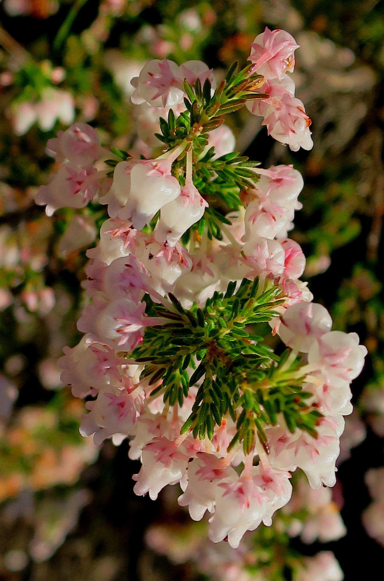 Image of Erica glomiflora var. glomiflora