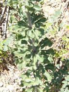 Image of Cascade lily