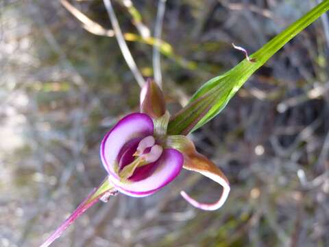 Image of Disperis capensis var. capensis