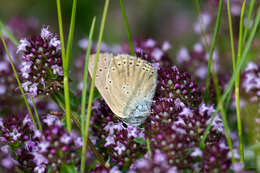 Image of <i>Lycaena hippothoe eurydame</i>