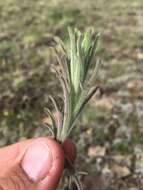 Image of Marsh-Meadow Indian-Paintbrush