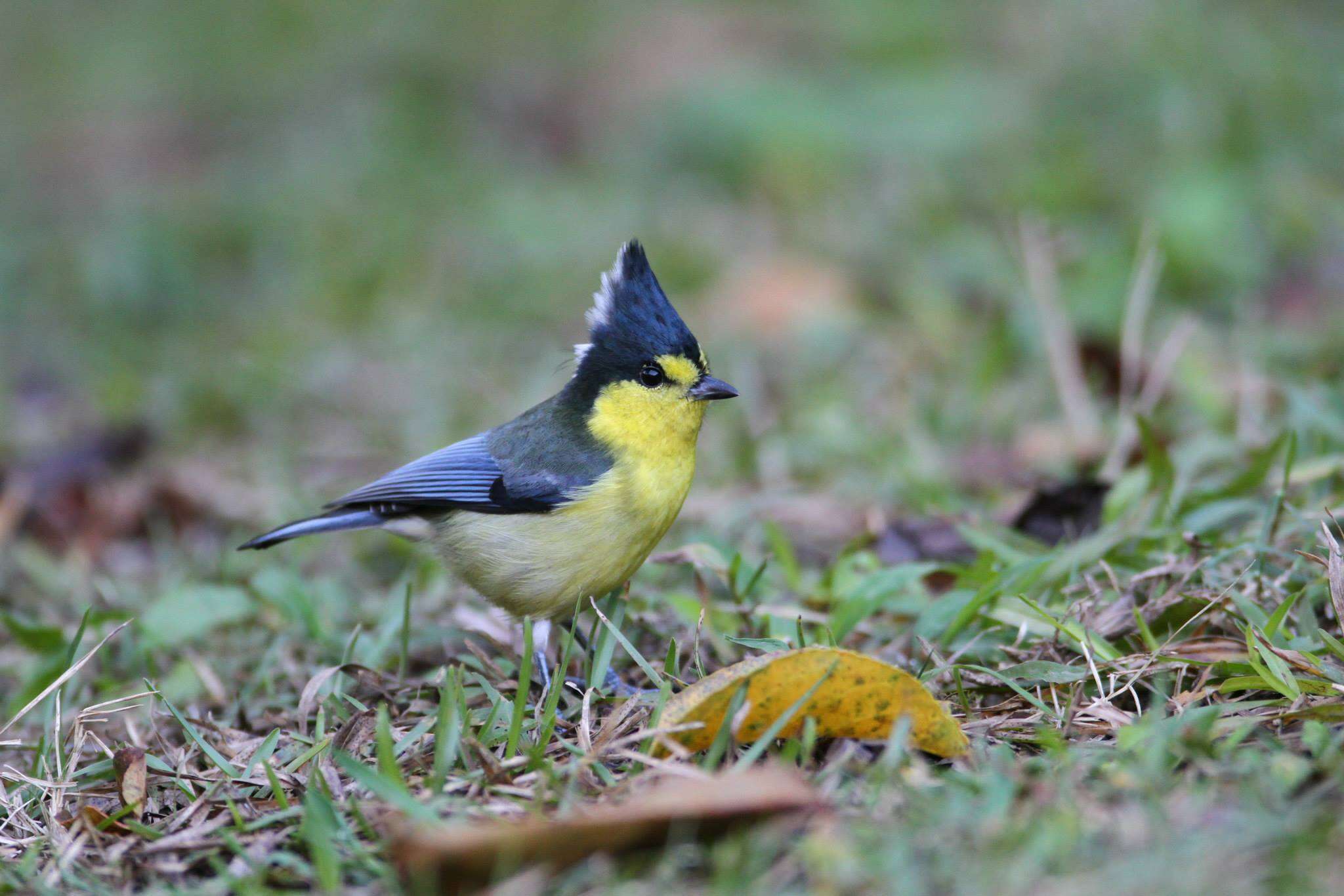 صورة Machlolophus holsti (Seebohm 1894)