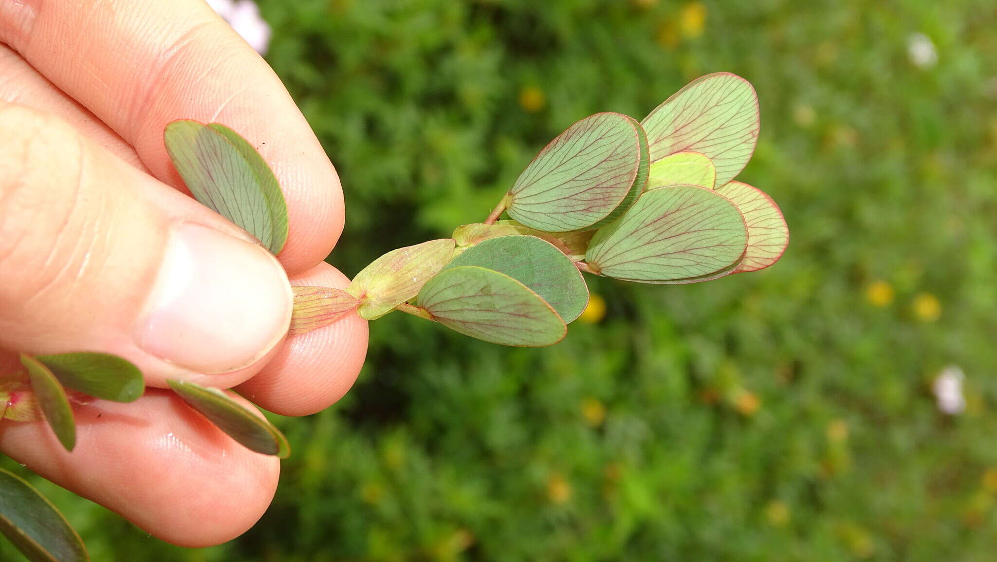 Image of Two-Leaf Sensitive-Pea