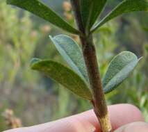 Image of Otholobium spicatum (L.) C. H. Stirt.