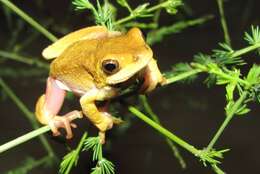 Image of Common Reed Frog