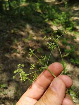 صورة Dichoropetalum caucasicum (M. Bieb.) Soldano, Galasso & Banfi