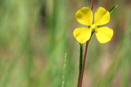 Image of Seaside Primrose-Willow