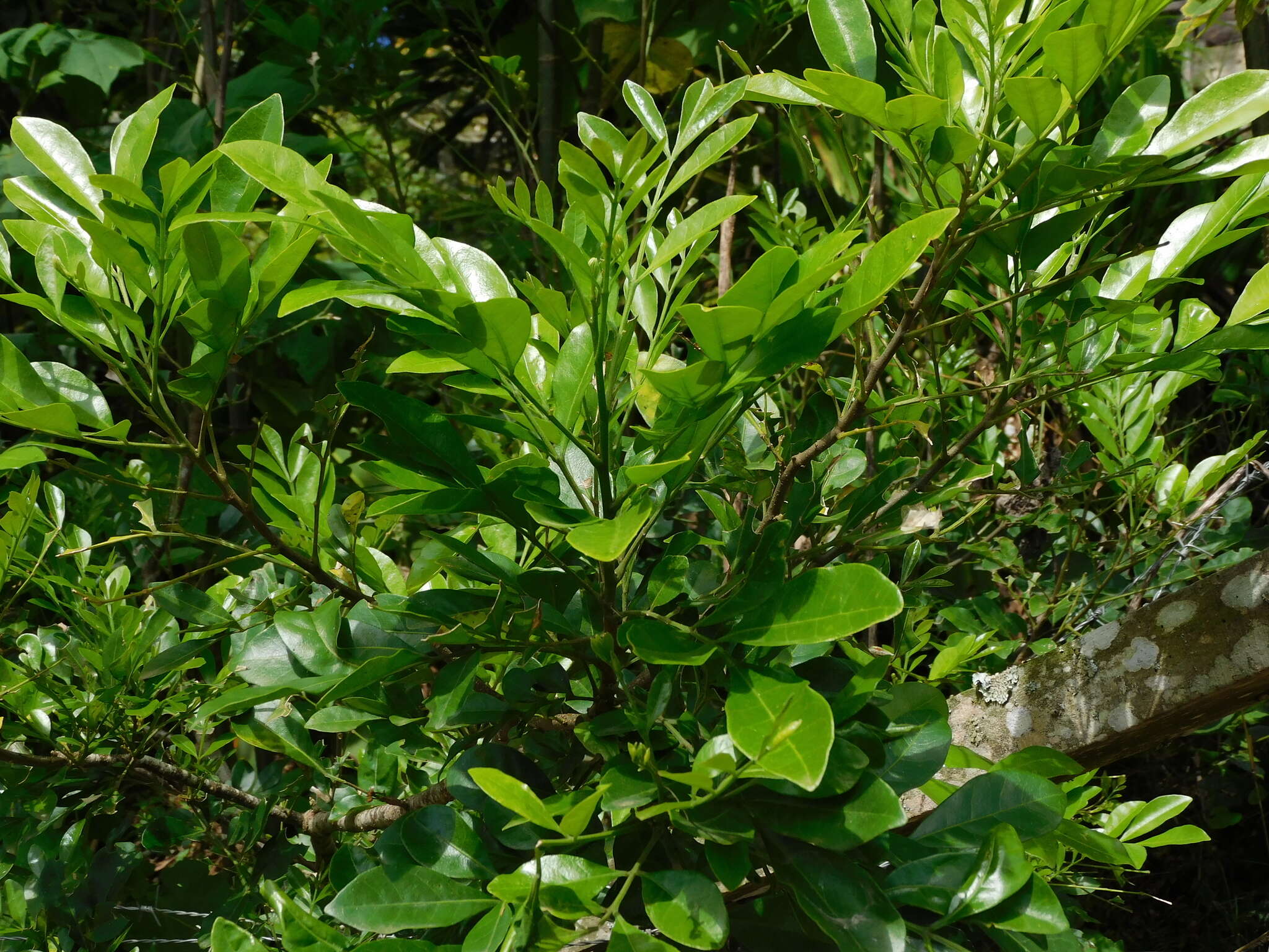 Image of Bastard Lime