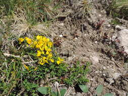 Image of hairy greenweed