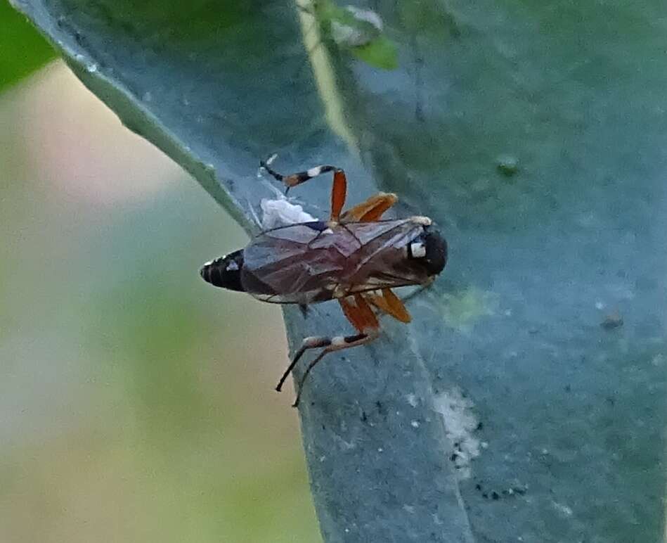 Image of Parasitoid wasp