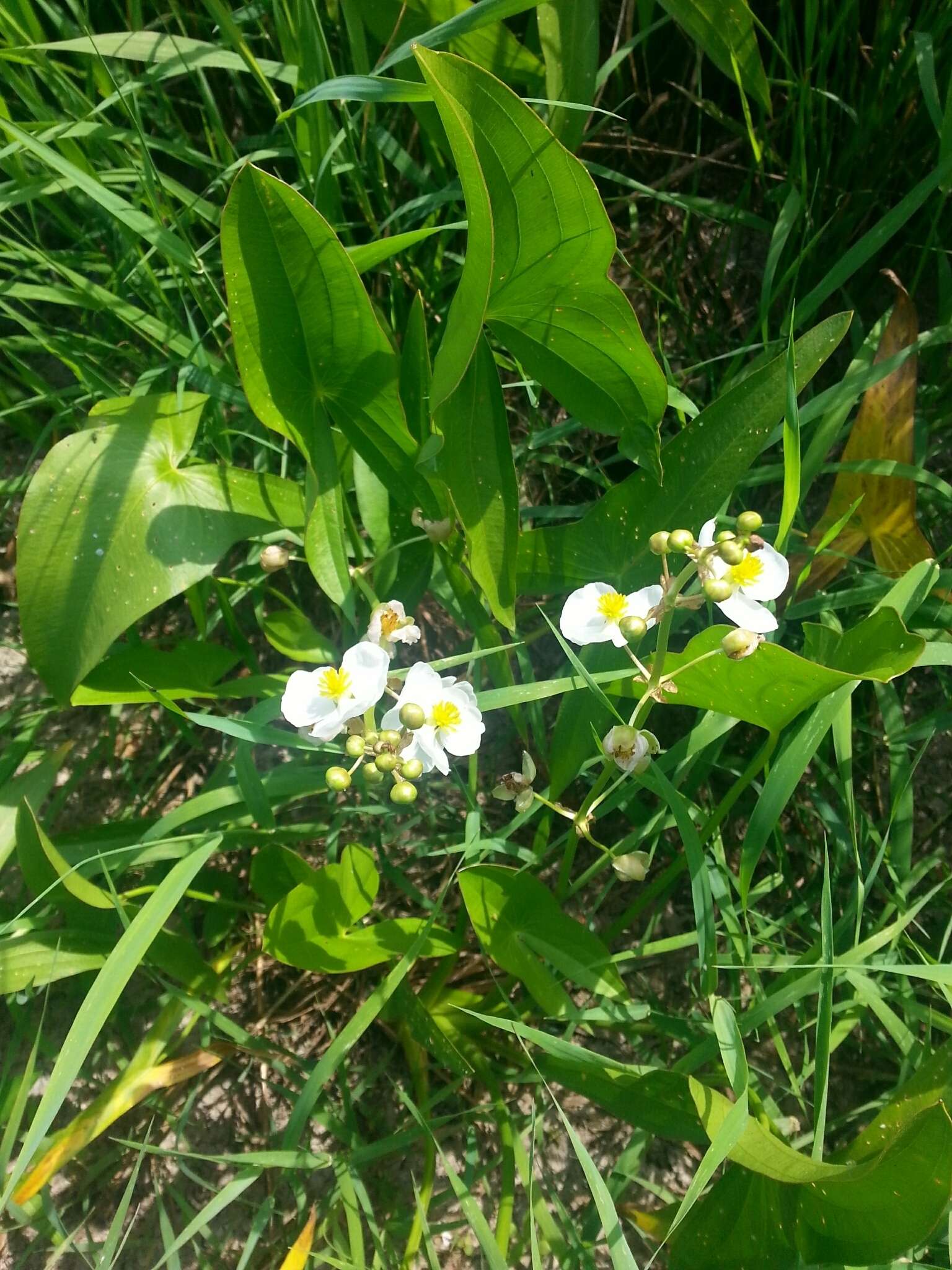 Sagittaria latifolia Willd. resmi