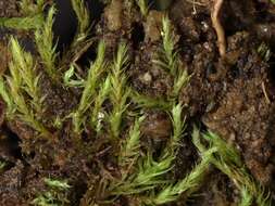 Image of Arnell's apple-moss