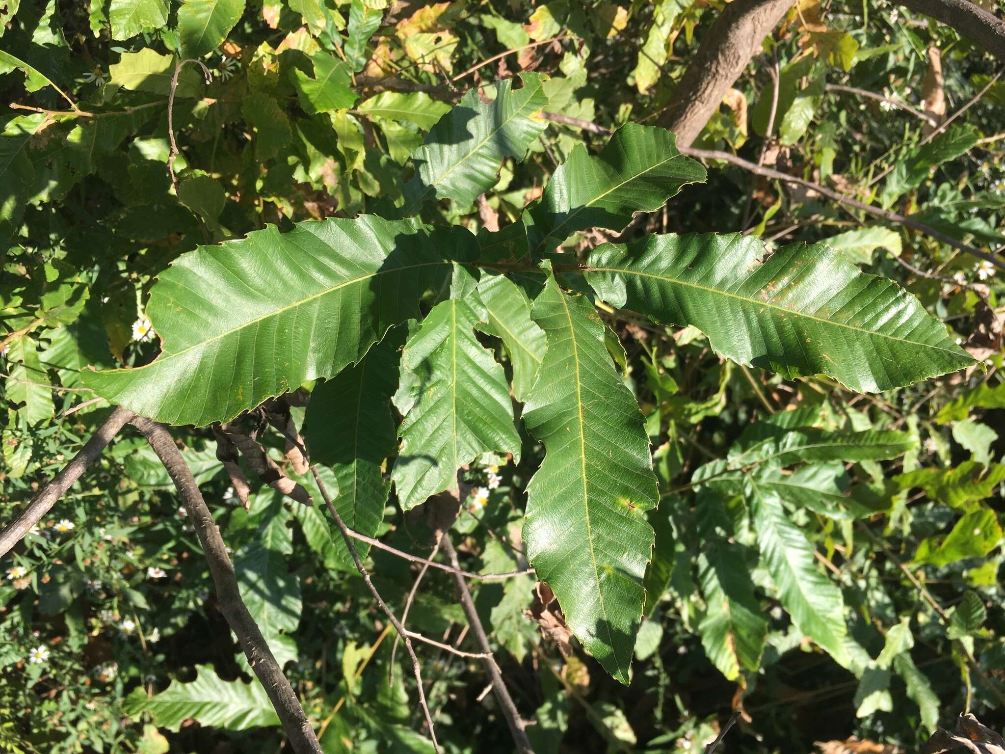 Image de Quercus acutissima Carruth.