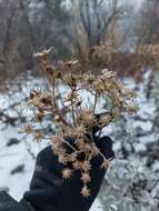 Image of Senecio carnerensis Greenm. ex Greenm.