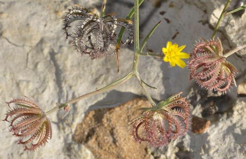 Plancia ëd Koelpinia linearis Pall.