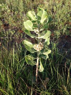 Imagem de Asclepias arenaria Torr.