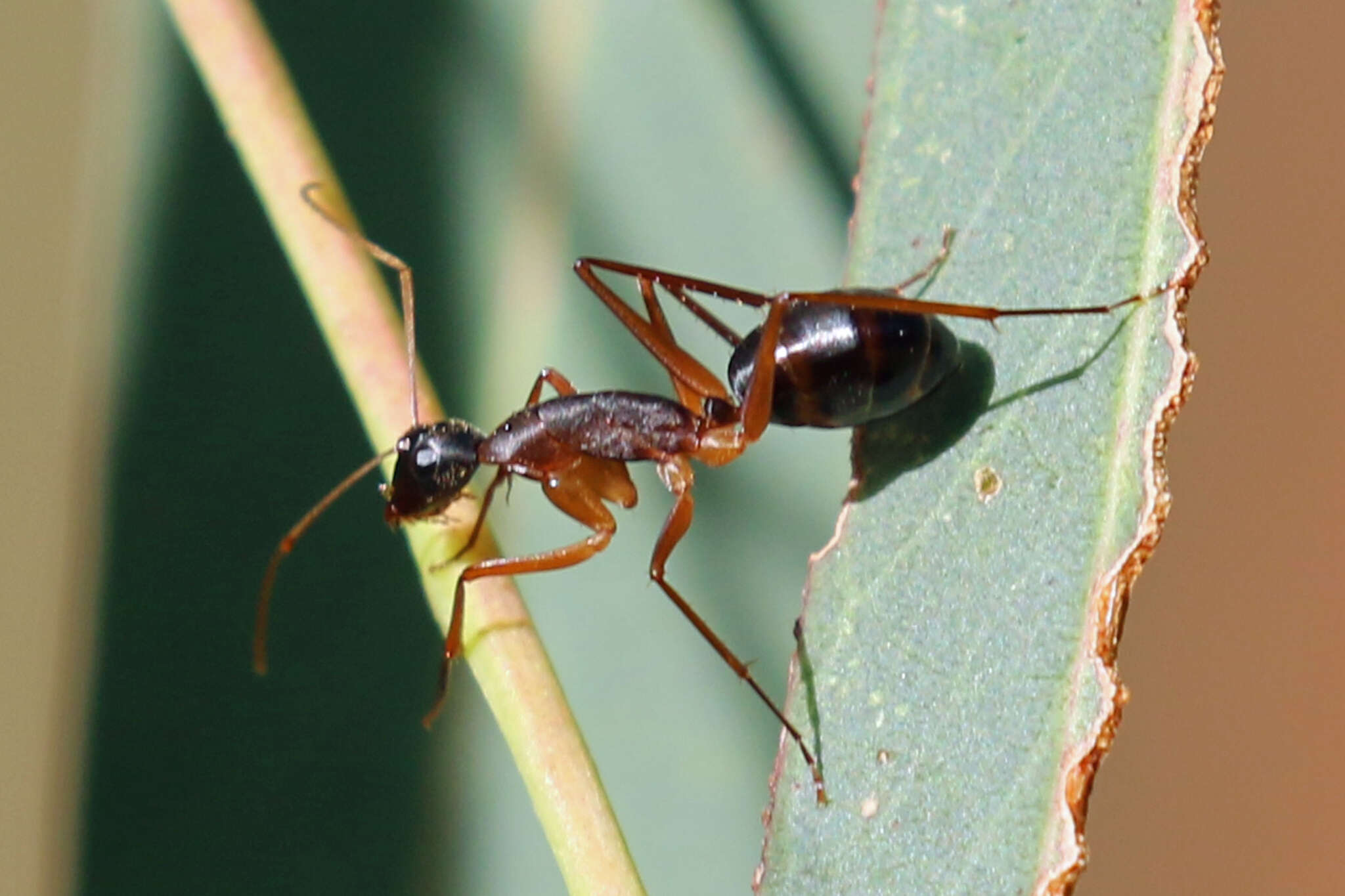 Plancia ëd Camponotus subnitidus Mayr 1876