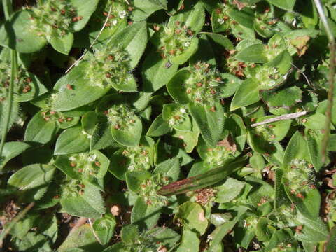 Image of tropical Mexican clover