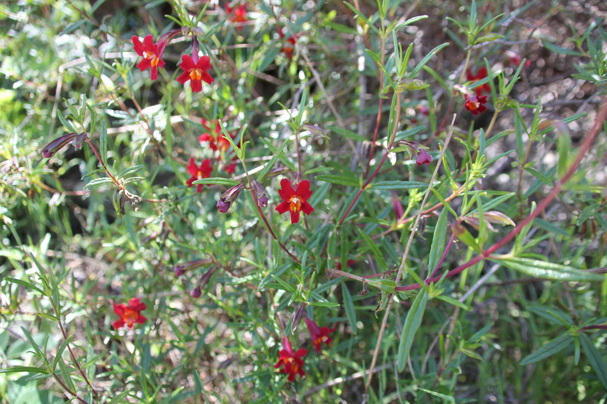 Image of red bush monkeyflower