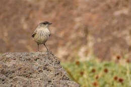 Muscisaxicola capistratus (Burmeister 1860) resmi