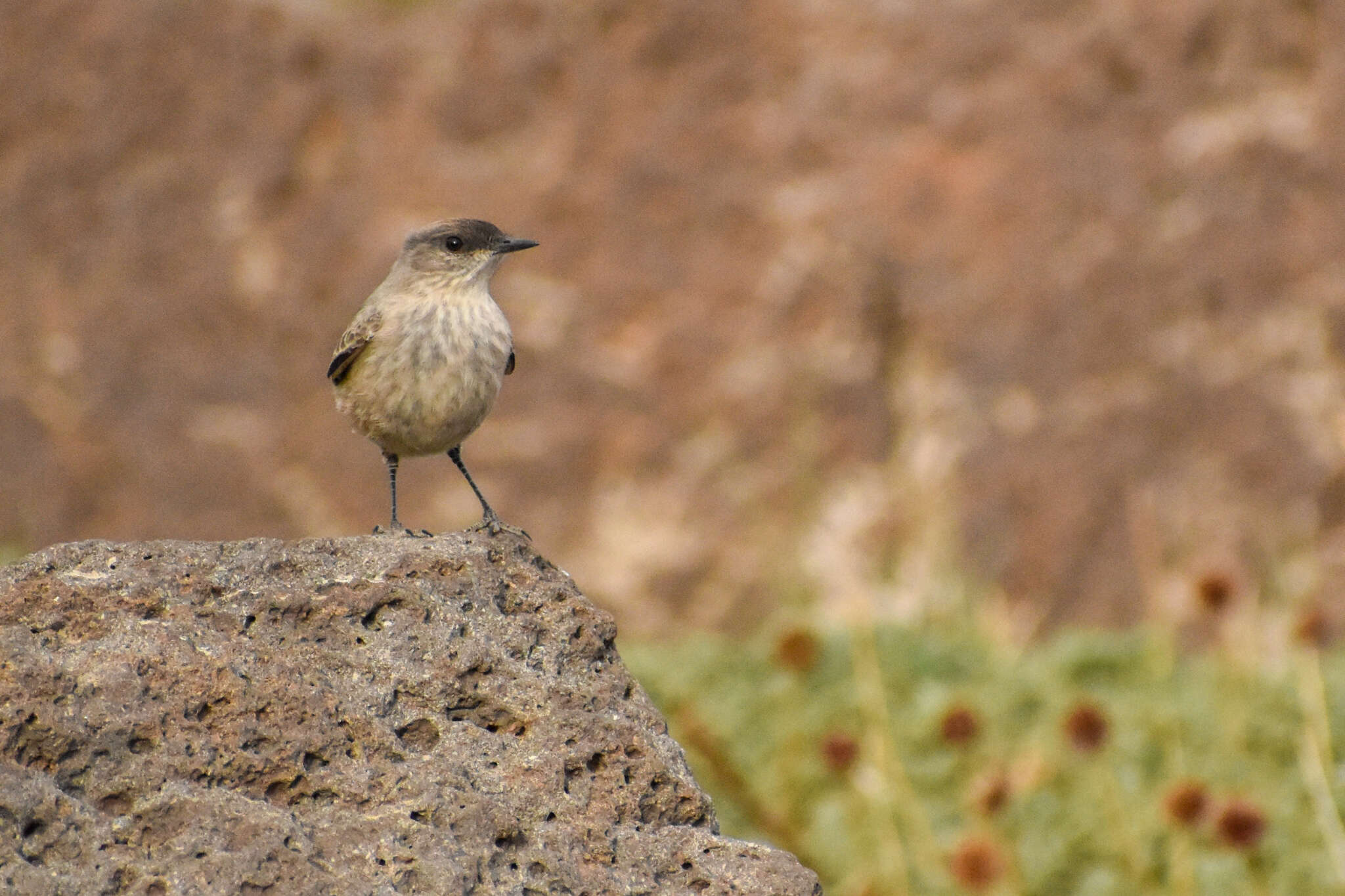 Muscisaxicola capistratus (Burmeister 1860) resmi