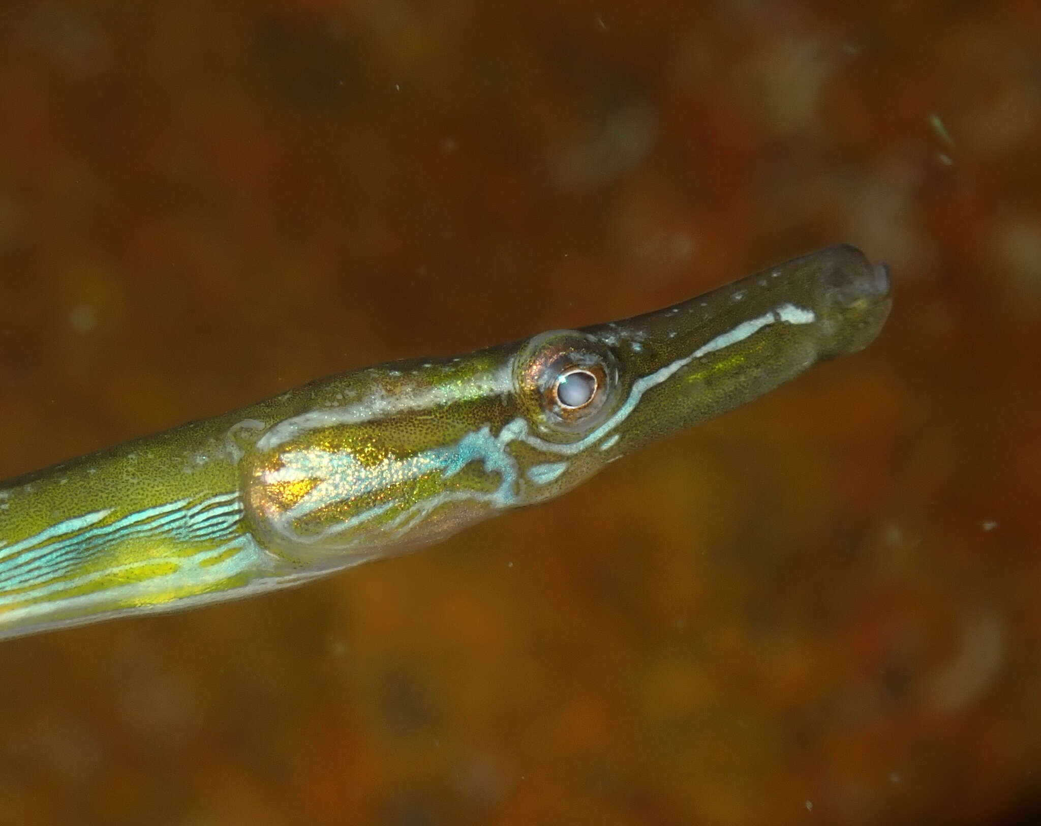 Image of Straightnose Pipefish