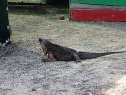 Image of Andros Island Iguana