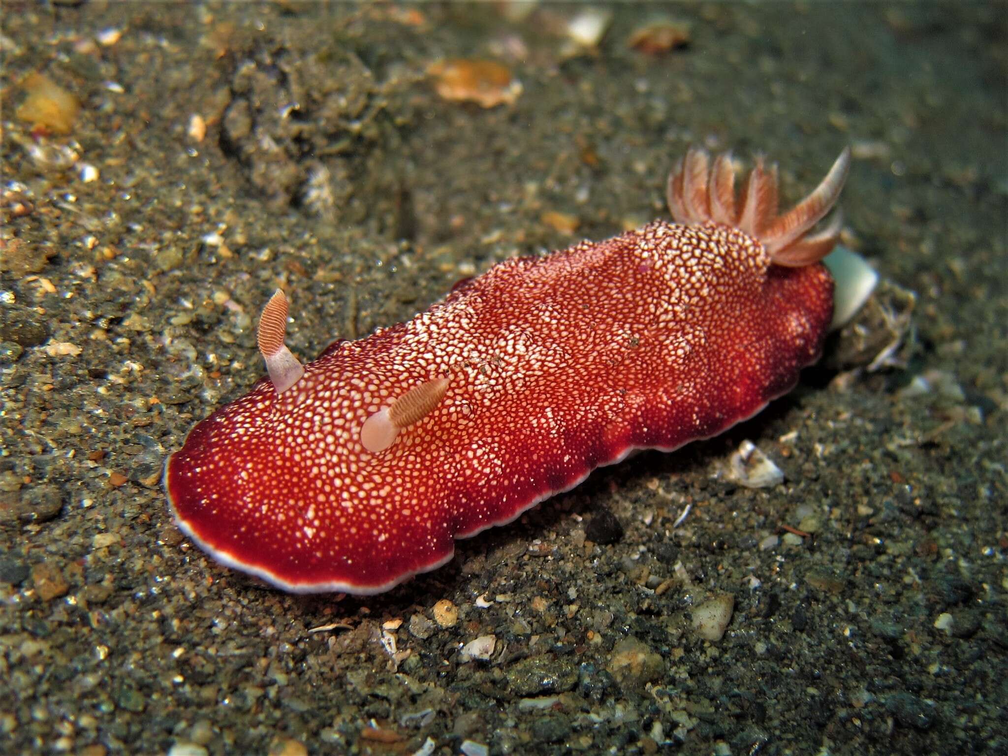 Image of Reticulated red slug