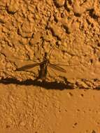 Image of Cranefly