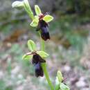 Слика од Ophrys insectifera subsp. insectifera