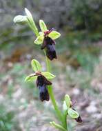 Слика од Ophrys insectifera subsp. insectifera