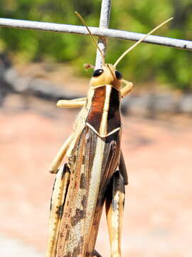 Image of Acanthacris ruficornis ruficornis (Fabricius 1787)